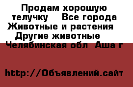 Продам хорошую телучку. - Все города Животные и растения » Другие животные   . Челябинская обл.,Аша г.